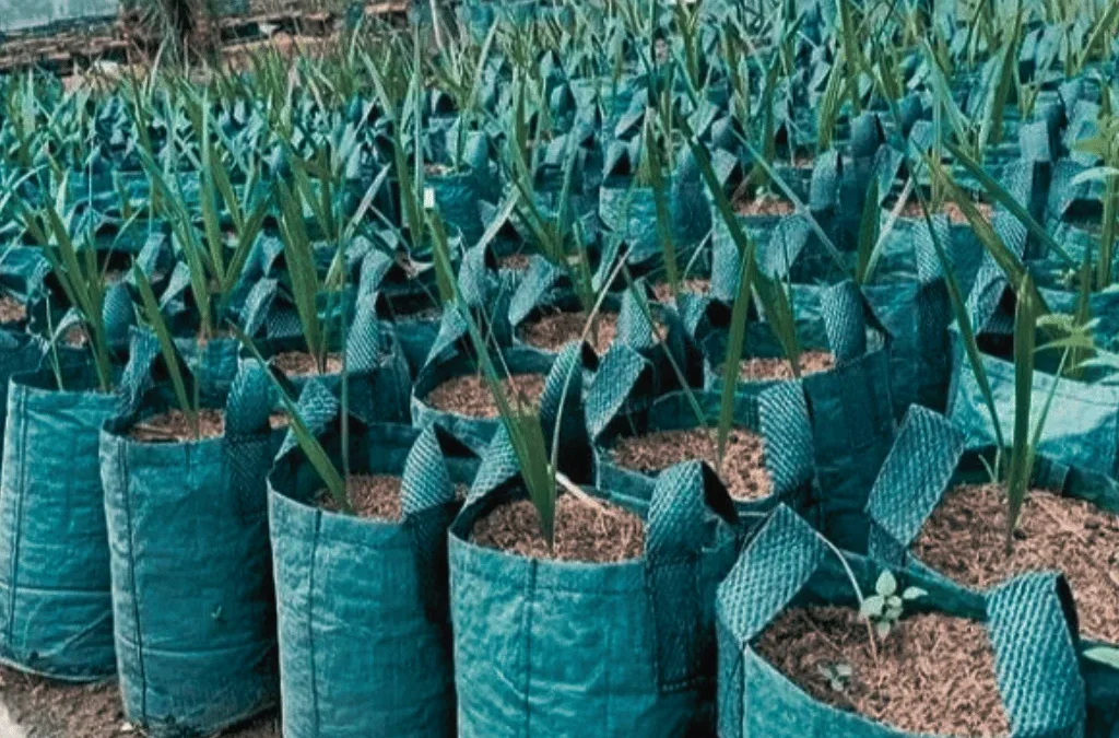 Indonesia Planter Bag Factory for Cairns, Queensland, Australia Market