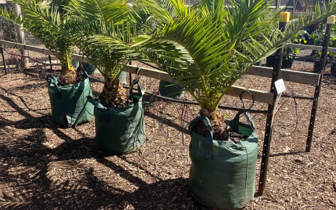 Planter Bag