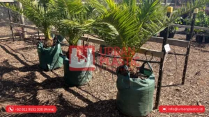 Planter Bag