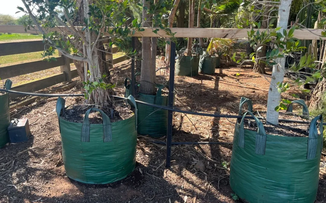 planter bag