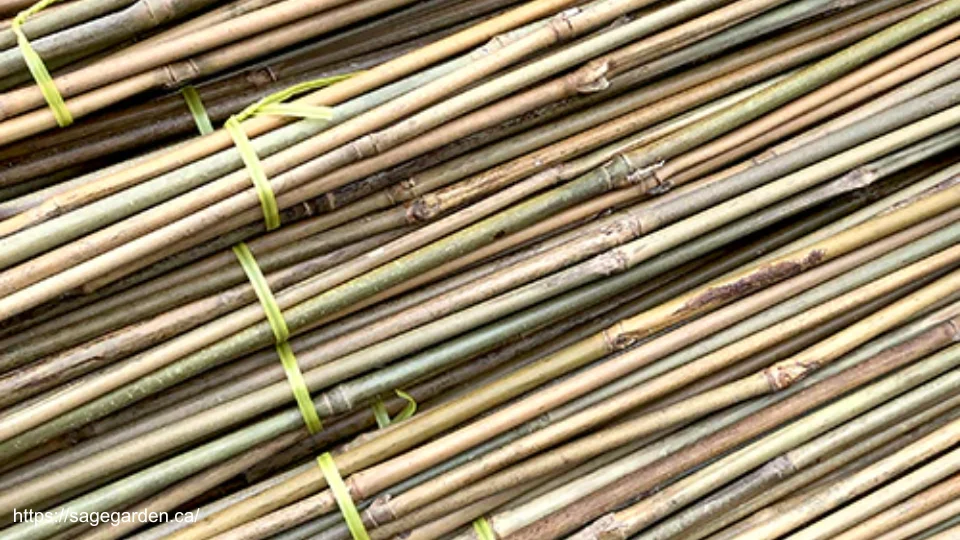Bamboo Stake (4) Bamboo Stake